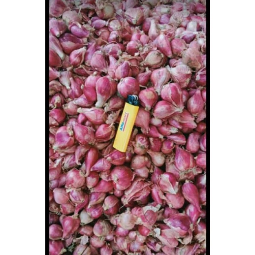 

bawang merah brebes super