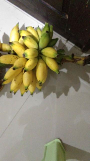 Alfaindo Lunch Box Kotak Makan Anak Bpa Free Yooyee Yy589 Sekat 6 Bubblewarp