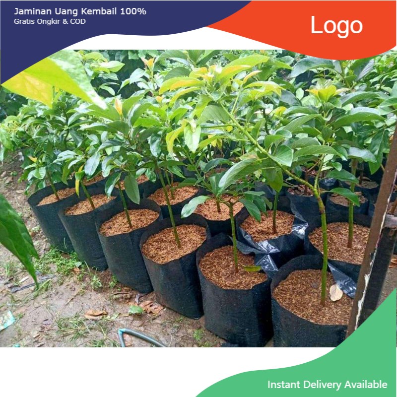 bibit buah alpukat keju cangkok