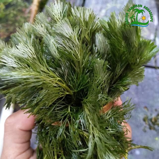 Tanaman Aquascape Cabomba Hijau | Tanaman Aquascape Hiasan Aquarium Paket 50 Batang - Tanaman Hiasan