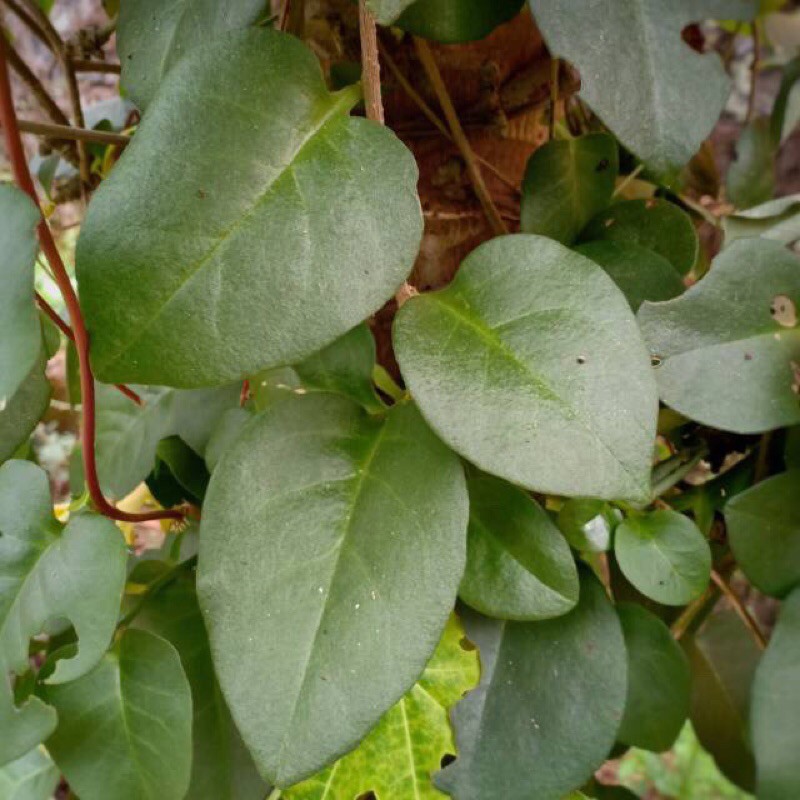 

daun binahong segar