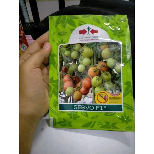 Benih bibit Tomat Hibrida Servo F1 1750 butir