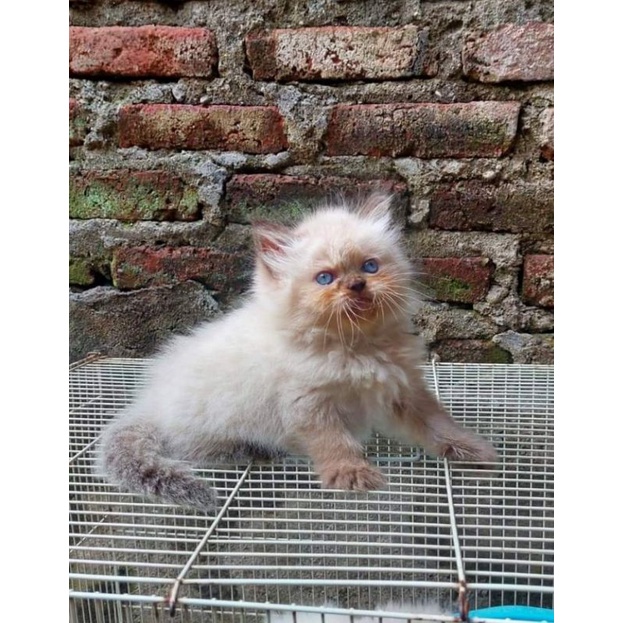 kucing Himalaya
