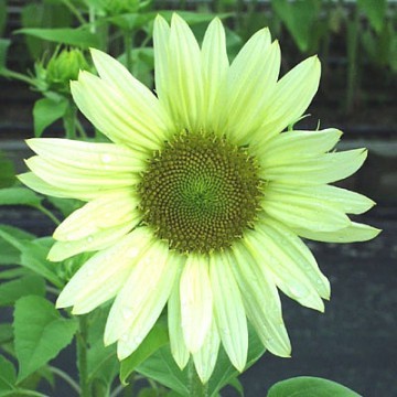 Unique Green Sunflower Helianthus Annuus Bunga Matahari Hijau Unik Terlaris Shopee Indonesia