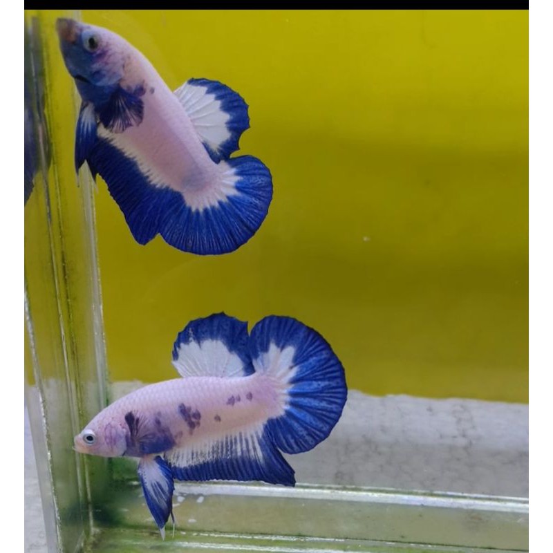 Blue rim line THAILAND