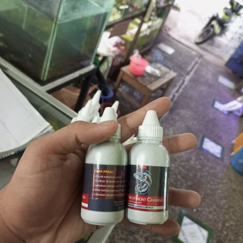 Treatment Ikan Channa  Auranti Andrao Stewarti Limbata Maru Barca Blue Pulchra Original by Produk Ou