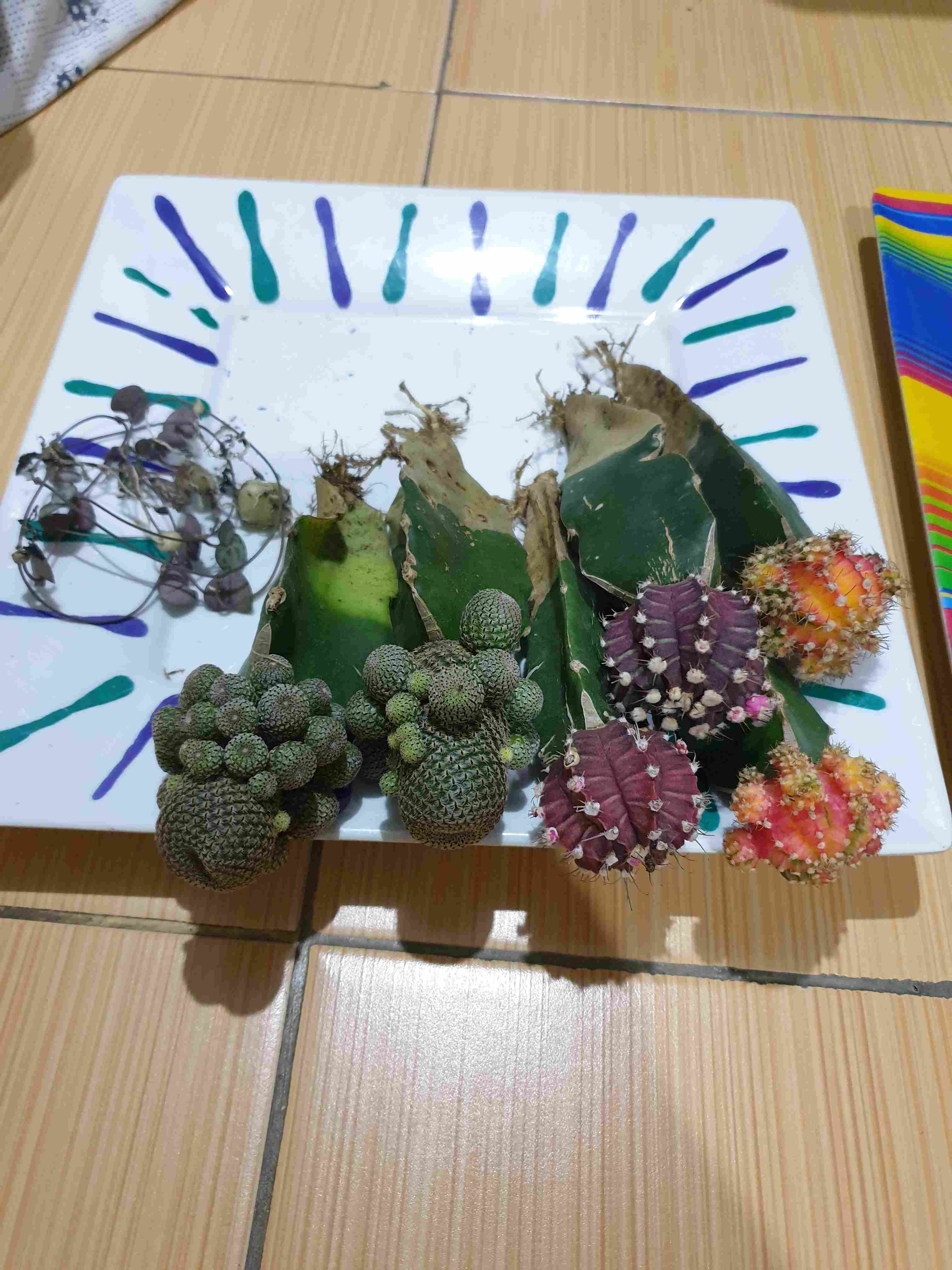 Paket Tanaman Hias Sukulen Sekulen Medium Random