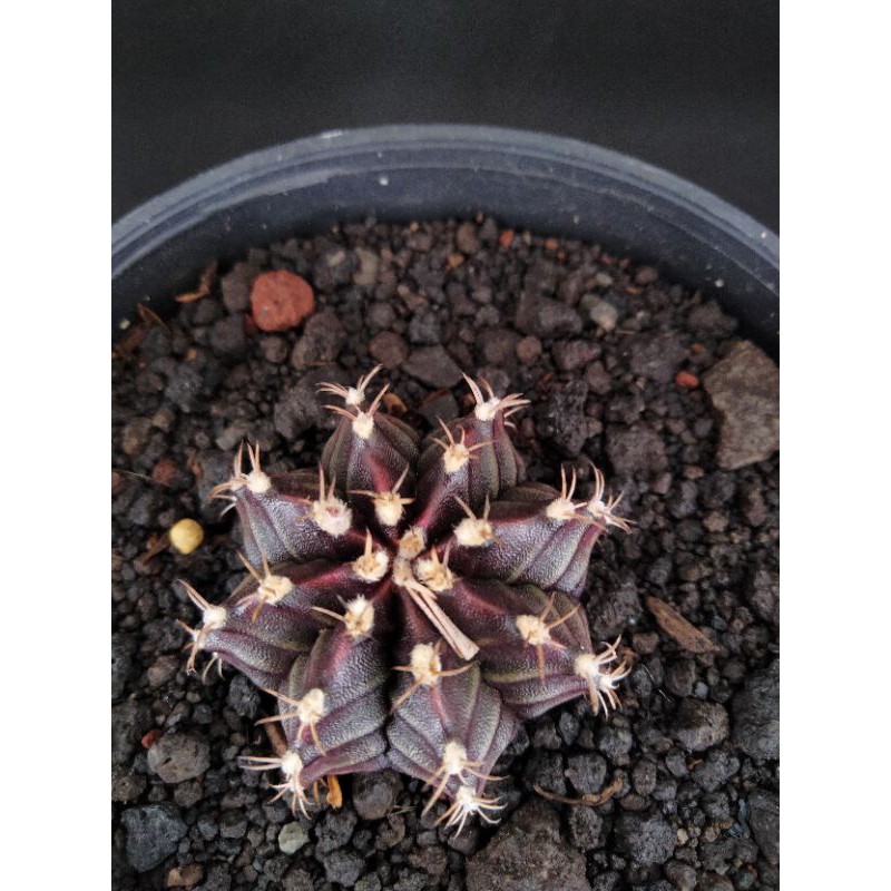 Gymnocalycium Mihanovichii