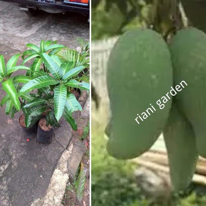 Asli Bibit Mangga Mahatir Original