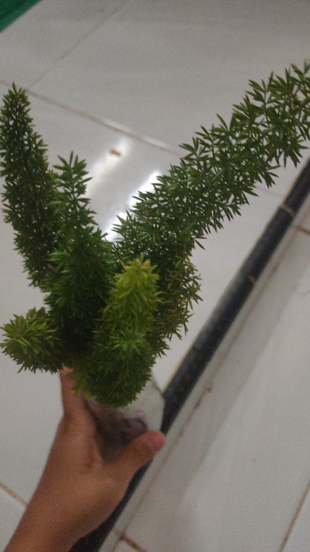 Tanaman Hias Hidup Ekor Tupai - Bibit Tanaman Ekor Tupai