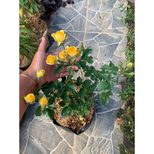 MAWAR BABY ROSE YELLOW MURAH ( baby rose kuning rimbun murah meriah)
