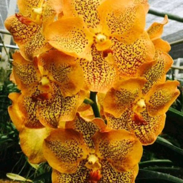 Anggrek Vanda Sancai Gold Dewasa Hybrid Bunga Besar Import