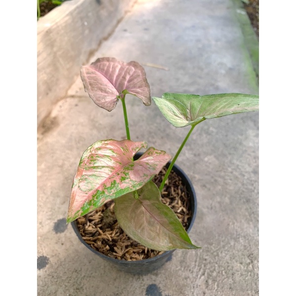 Tanaman hias syngonium pink flecked - SYNGONIUM PINK FLECKED