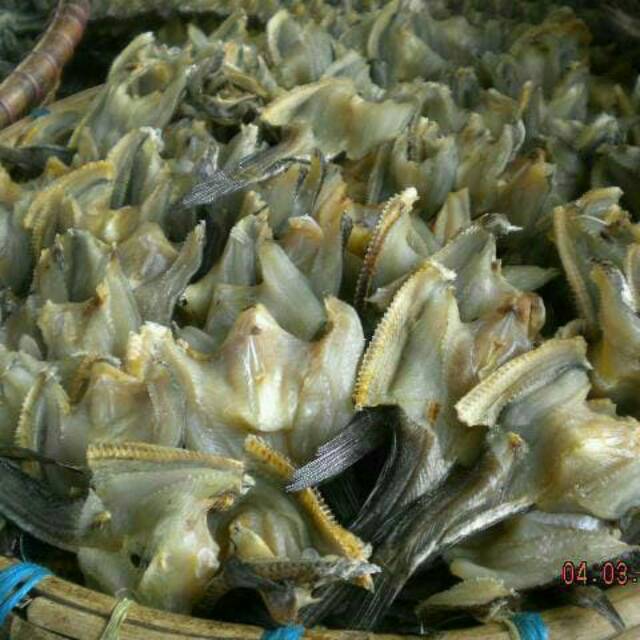 

Gabus ukran kecil 250 gram