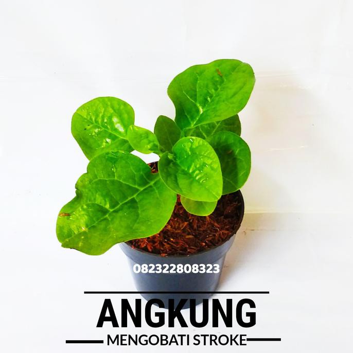 Sale Angkung Tanaman Angkung Bibit Angkung Daun Angkung Obat Stroke Terbaru