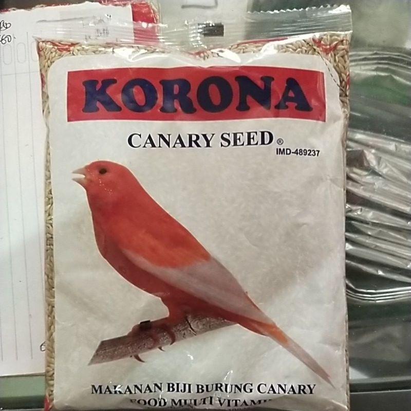 KORONA KENARI SEED CORONA CANARY SEED BERSIH