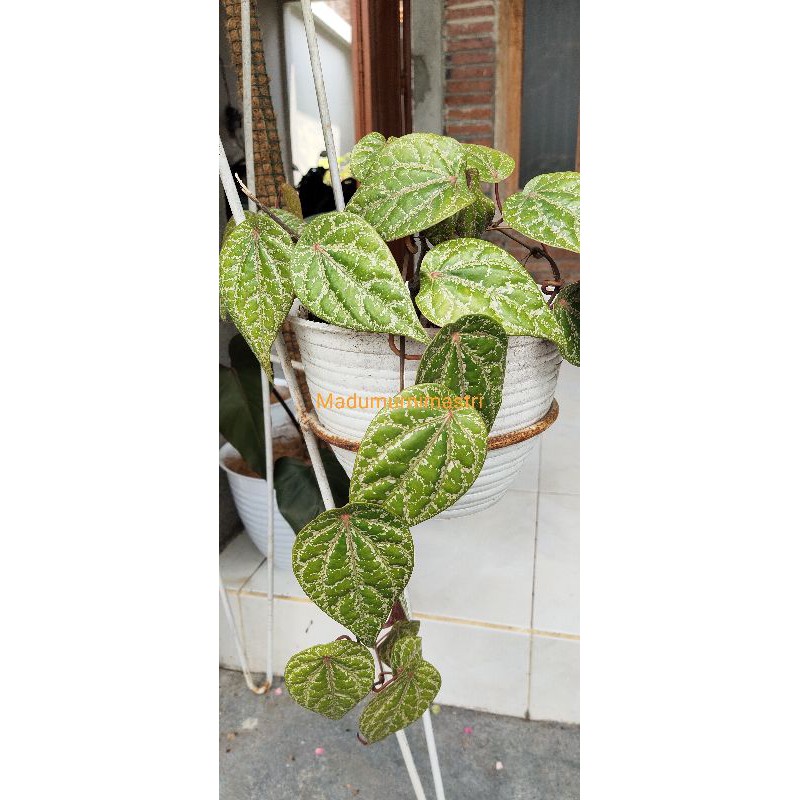 Sirih merah / sirih wulung ASLI