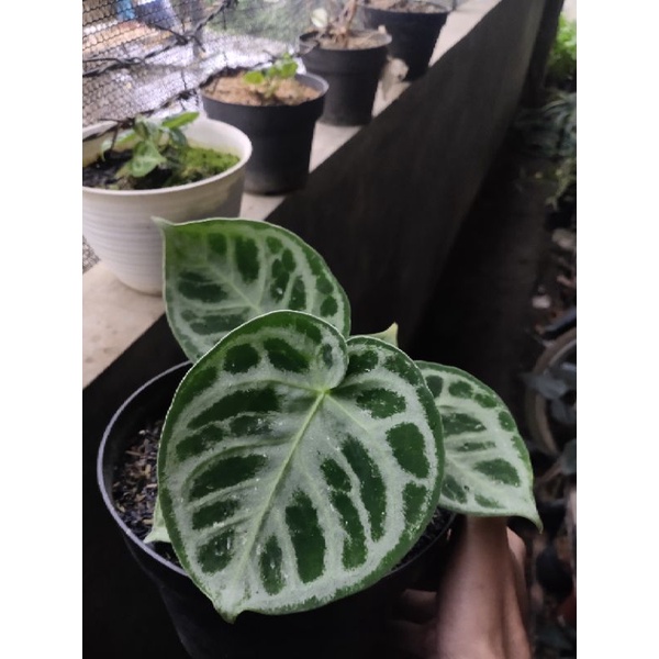 anthurium dorayaki mangkok