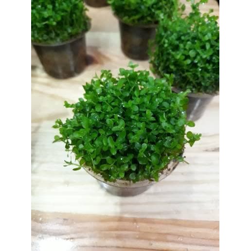 Tanaman Aquascape Montecarlo Jenis Tanaman Karpet Shopee Indonesia