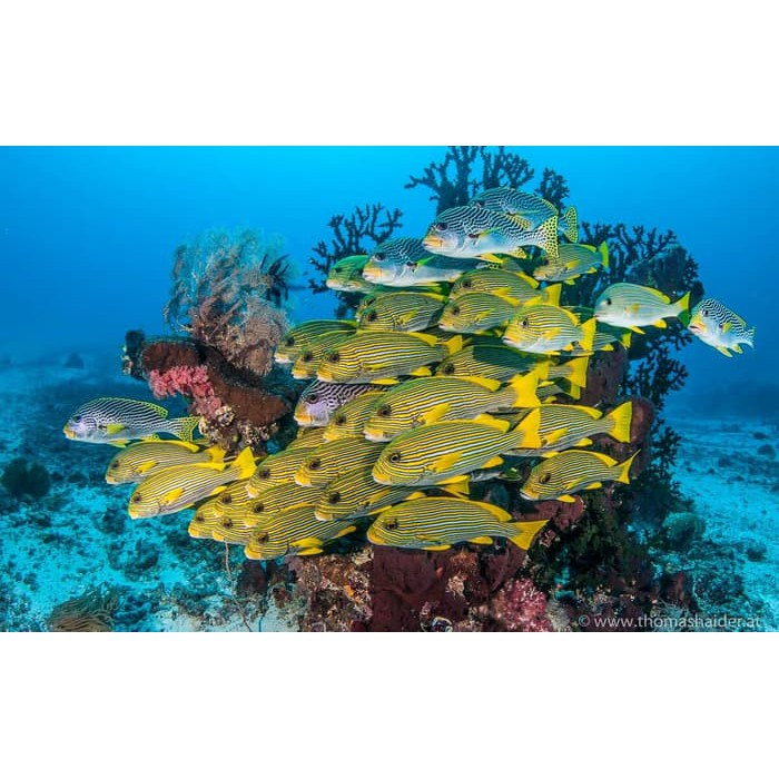 Paket Trip Scuba Diving Raja Ampat 4D/3N