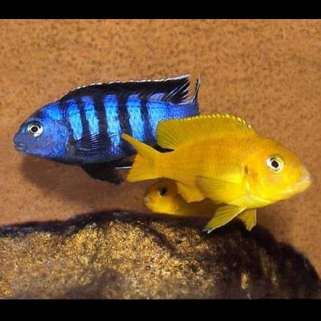 Pseudotropheus Saulosi Cichlid Malawi East  Dwarf Mbuna