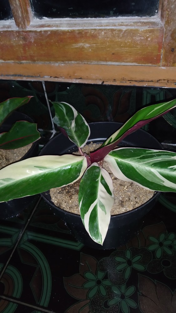 Tanaman Hias Bunga Calathea Multicolour, Tricolor Atau Meranti Bali Murah
