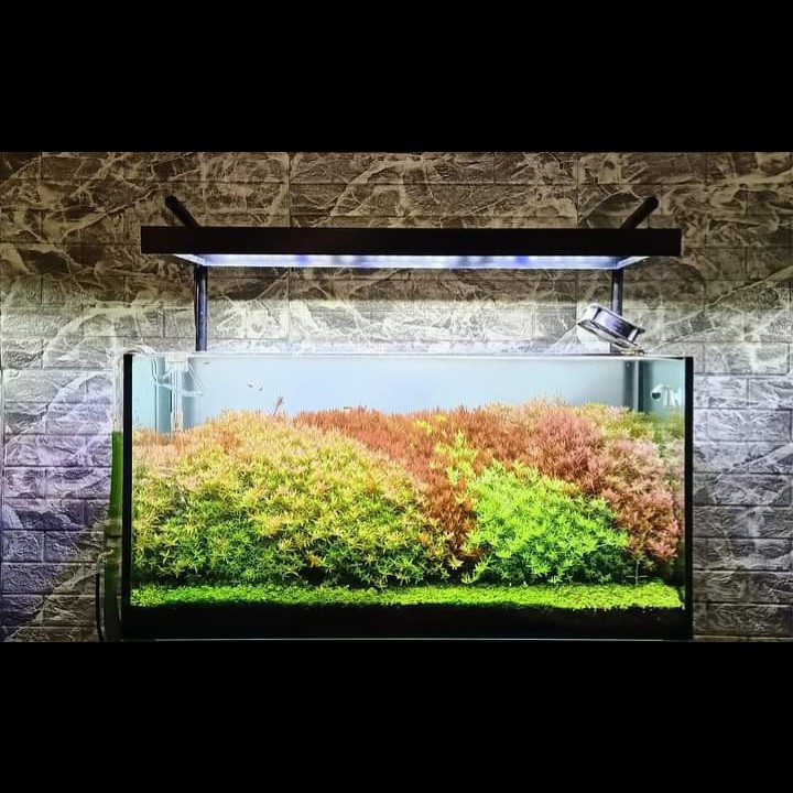 Nickz Aquascape Dutch Style Fullset