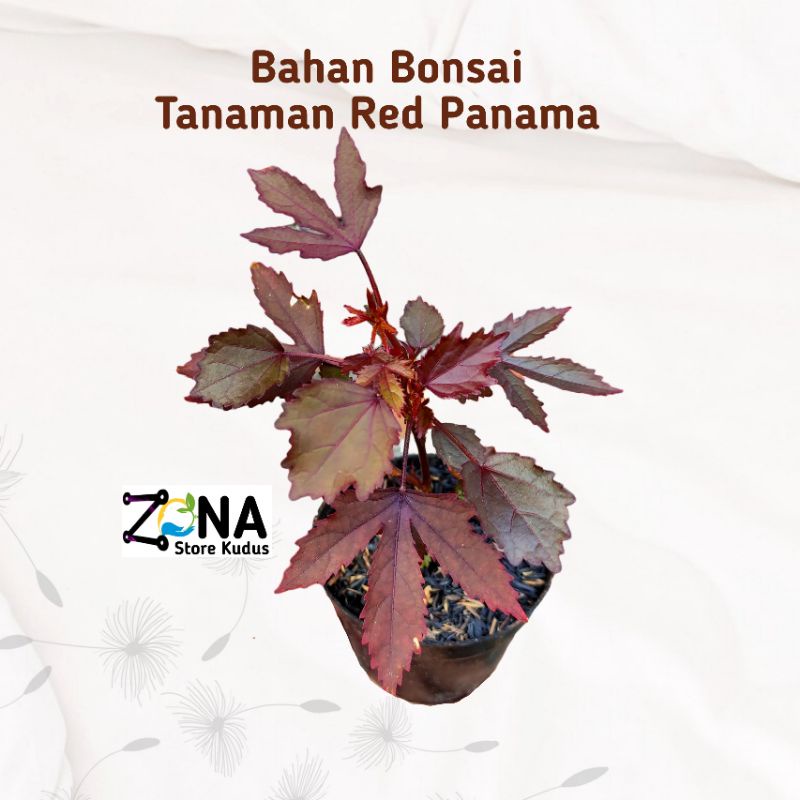BIBIT TANAMAN HIAS RED PANAMA / RED MAPLE BAHAN BONSAI / HIBISCUS ACETOSELLA