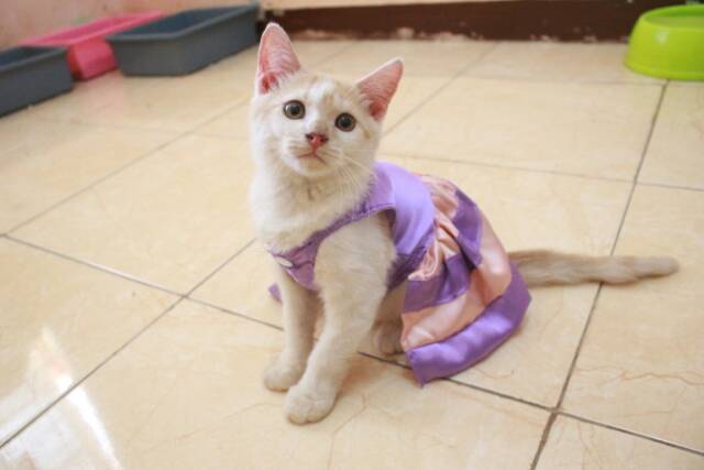 Dress ungu mix krem untuk kucing dan anjing lucu / baju kucing murah terlaris size S-XL