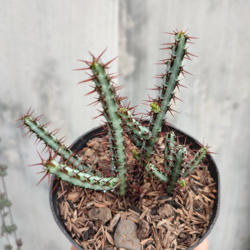 Euphorbia Aeruginosa | Kaktus | DP 10cm