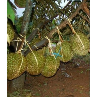 

durian gawor