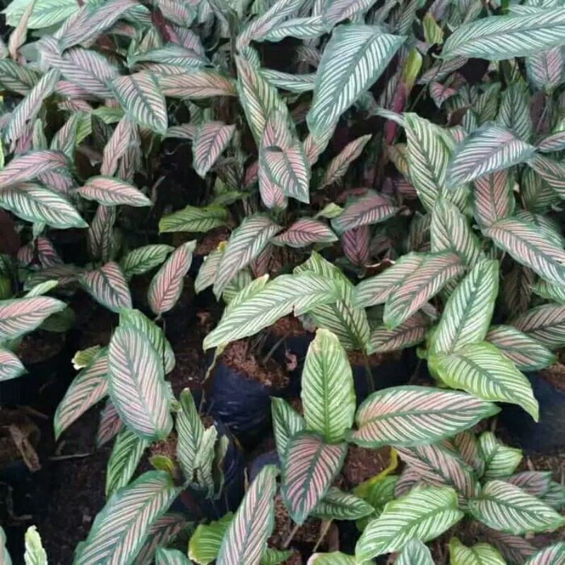 Tanaman Hias Calathea Ornata-Calathea ornata-PROMO // CALATHEA ORNATA PINK STRIP-Tanaman Hias Ornata