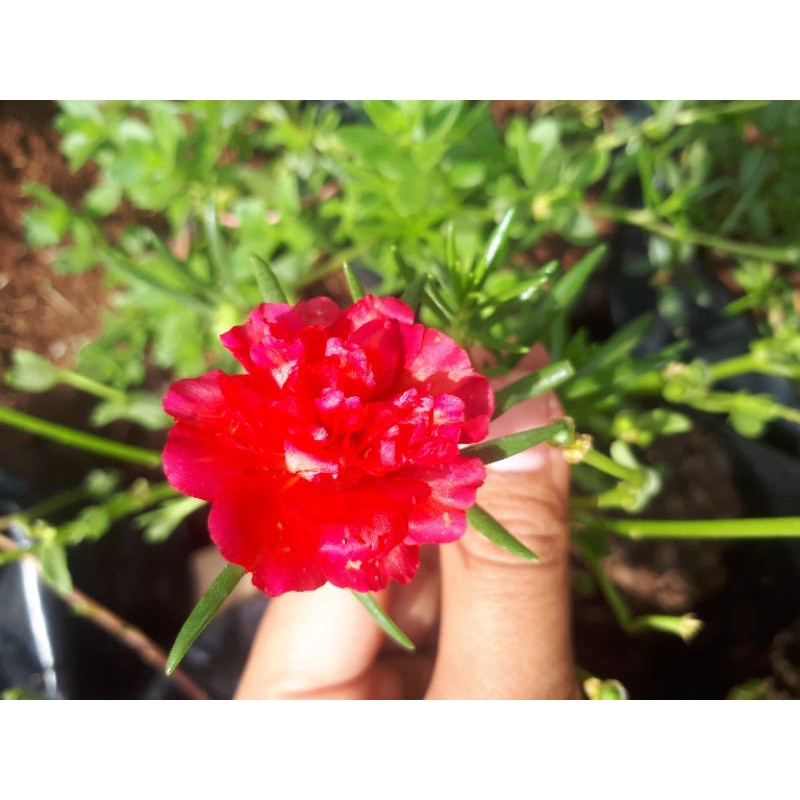 BUNGA MOSSROSE/KROKOT MERAH