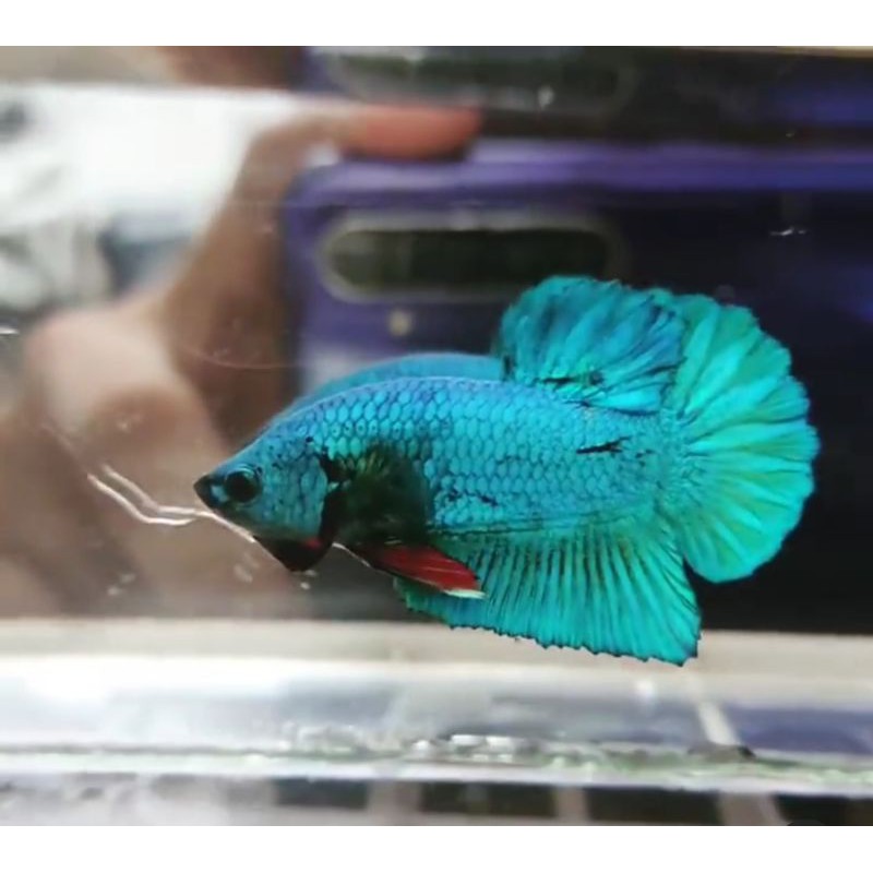

Ikan Cupang Avatar Real Pict