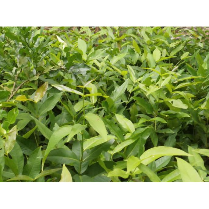 Paket bibit jambu ke Demak anjai