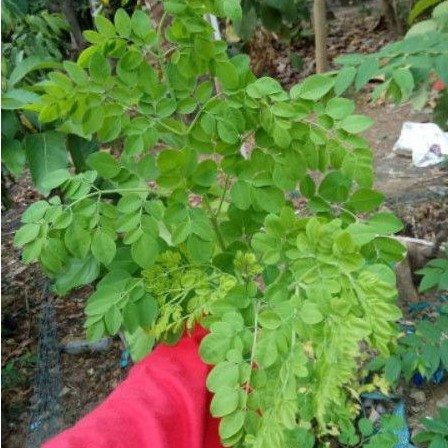 

Daun kelor