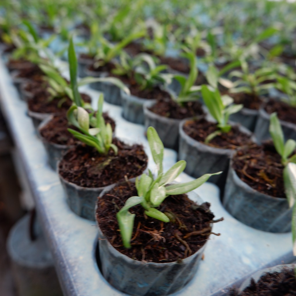 Anggrek Cattleya Seedling - Tanaman Hias