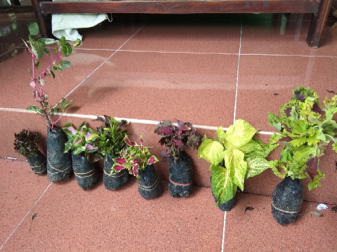 Tanaman Miana/ingler Daun Kecil / 1pcs / 150gram