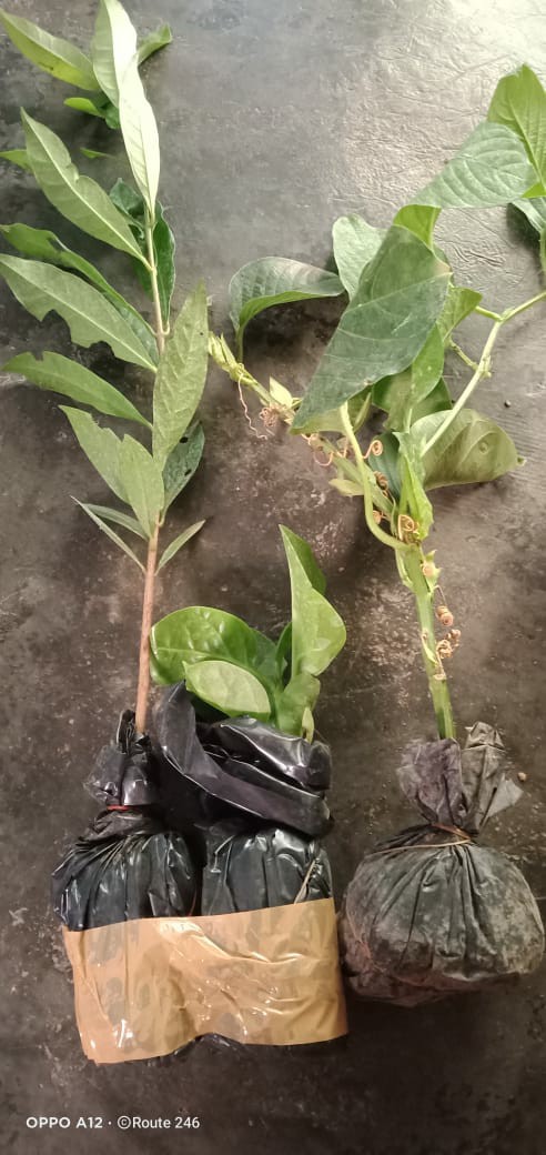 Bibit Markisa Manis