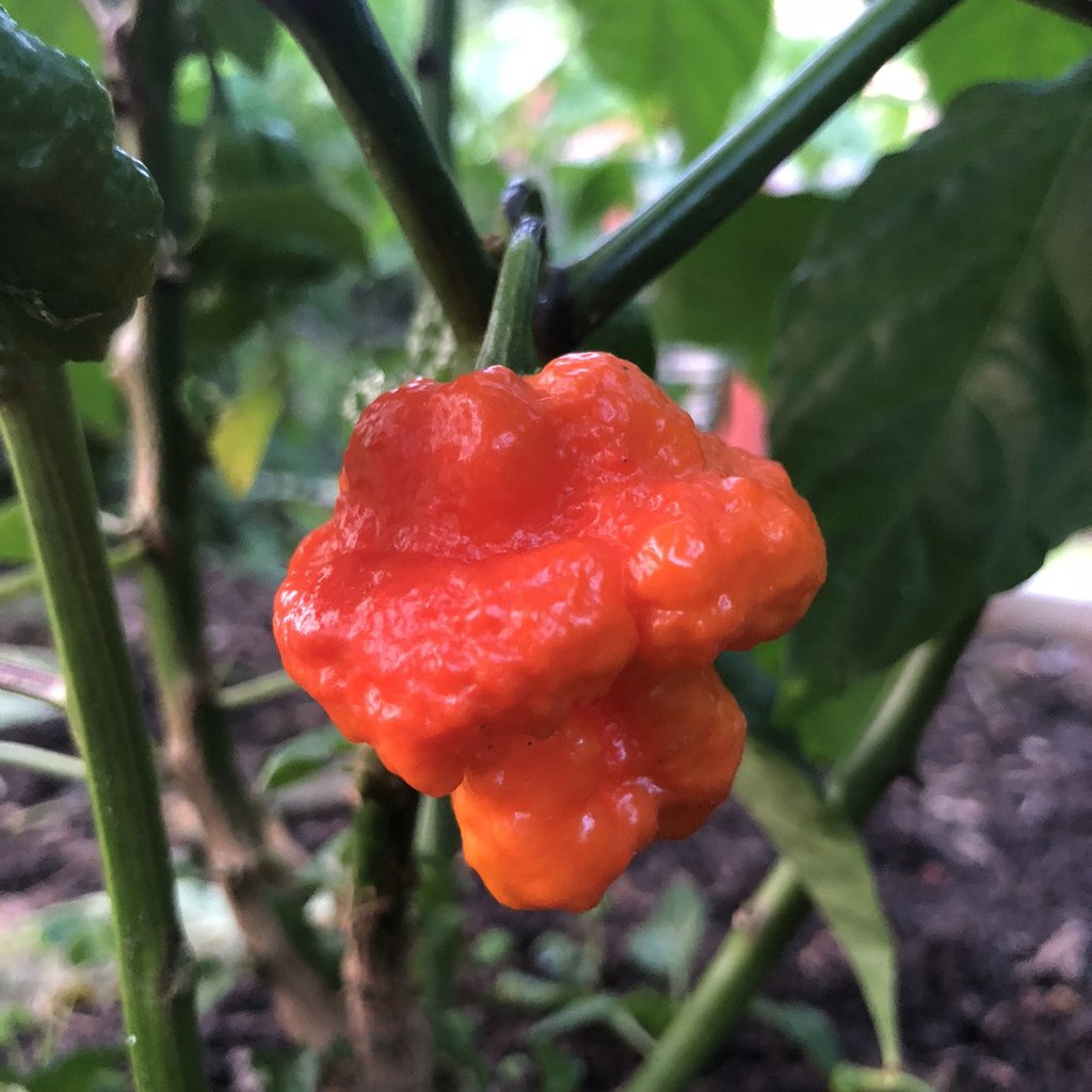 Benih Bibit Biji - Cabai MA Wartryx Cabe Super Pedas Pepper Seeds