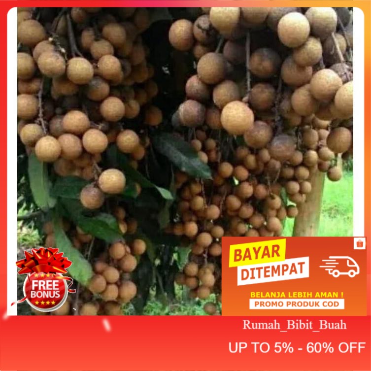 Bibit kelengkeng matalada batang besar