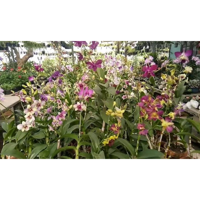 Anggrek Dendro seedling banyak warna Dendrobium