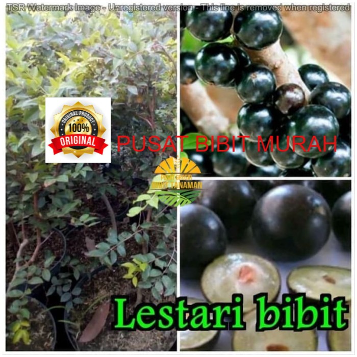 Bibit Anggur Brazil Preco