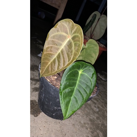 anthurium veitchii x forgetii