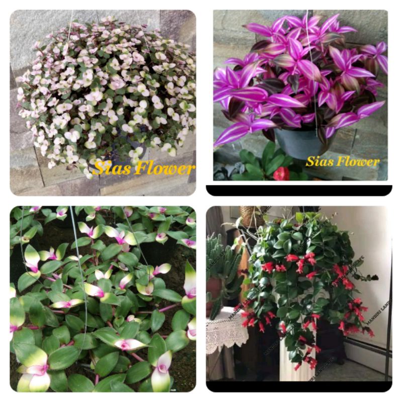 paket 4 tanaman hias gantung