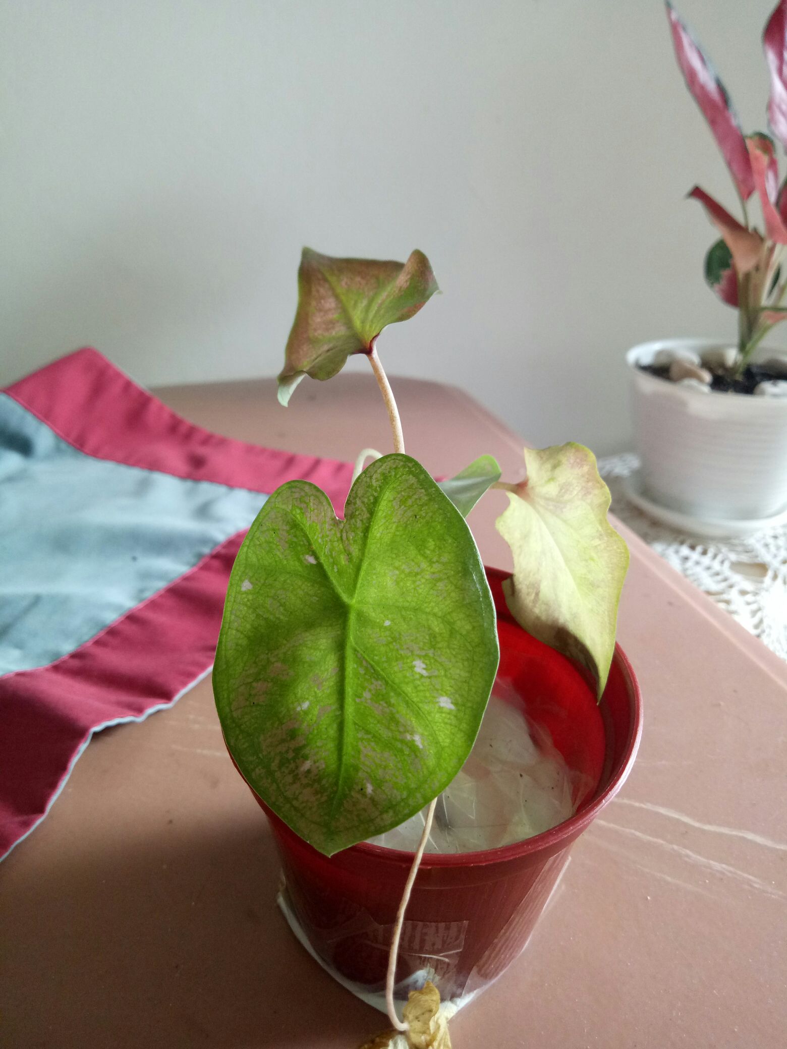 Keladi Green Spider Gratis Karantina