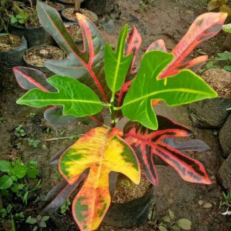 Tanaman hias Puring Jet koleksi