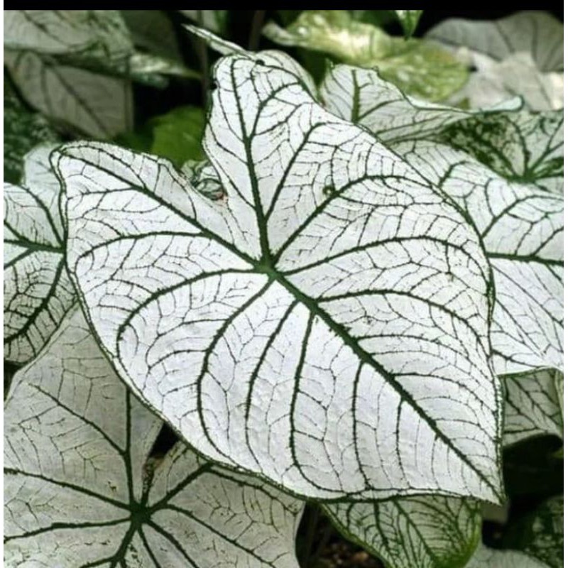 tanaman hias keladi wayang keladi putih