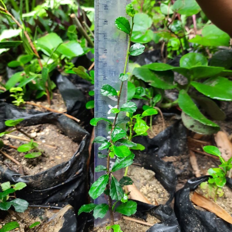 Bibit bahan bonsai Hokianti / hokiantea mikro daun kecil