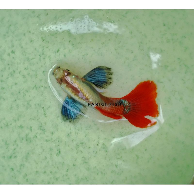 Ikan hias akuarium aquarium aquascape guppy PRTDE platinum red tail dumbo ear size M